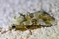 Eremobia ochroleuca