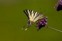 Iphiclides podalirius