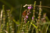 Ochlodes sylvanus