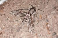 Agrius convolvuli