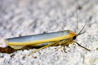 Manulea complana
