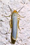 Manulea complana