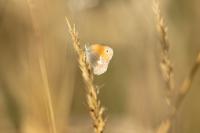 Coenonympha pamphilus