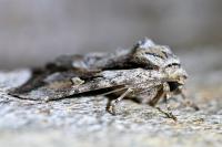 Chloantha hyperici