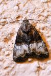 Mesoligia furuncula