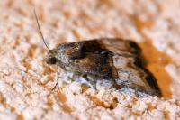Mesoligia furuncula