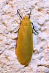 Wittia sororcula