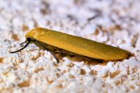 Wittia sororcula