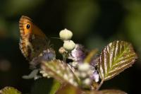 Pyronia tithonus