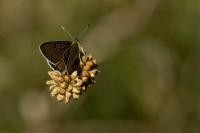 Lycaena tityrus