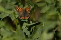 Lycaena phlaeas
