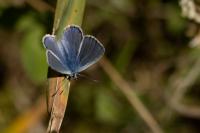 Polyommatus icarus