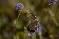 Lycaena tityrus