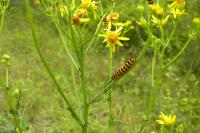 Tyria jacobaeae