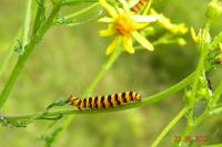 Tyria jacobaeae