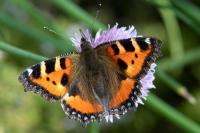 Aglais urticae