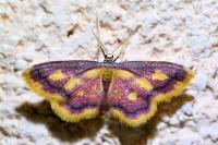 Idaea muricata