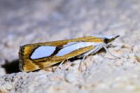 Catoptria pinella