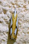 Catoptria pinella