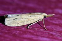 Ematheudes punctella