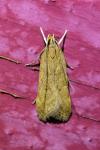 Helcystogramma lutatella