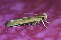 Helcystogramma lutatella