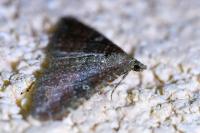 Nycterosea obstipata