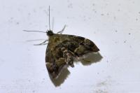Anthophila fabriciana