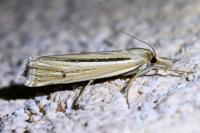 Ancylolomia tentaculella