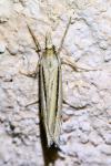 Ancylolomia tentaculella