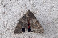 Catocala nupta