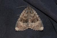 Mormo maura