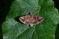 Autographa gamma