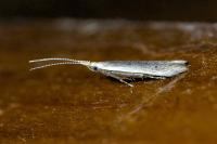 Coleophora unipunctella