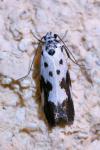 Ethmia quadrillella