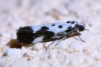 Ethmia quadrillella