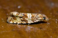 Celypha cespitana