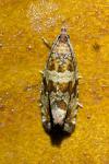 Celypha cespitana