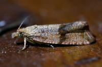 Celypha striana