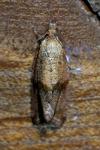 Celypha striana