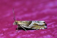 Ancylis comptana