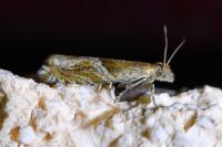 Ancylis comptana