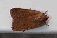 Xestia castanea