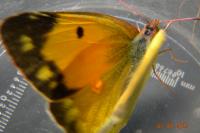 Colias crocea