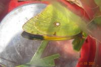 Colias crocea