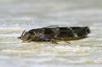 Mompha subbistrigella