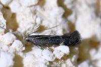 Aproaerema anthyllidella
