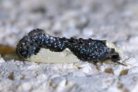 Monopis monachella