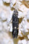 Aproaerema anthyllidella