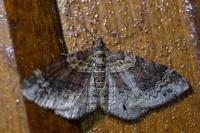 Xanthorhoe ferrugata